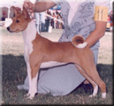 CH. jasiri sukari Soda pup