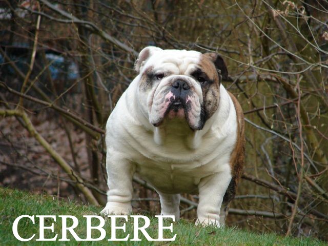 Cerbère (Sans Affixe)