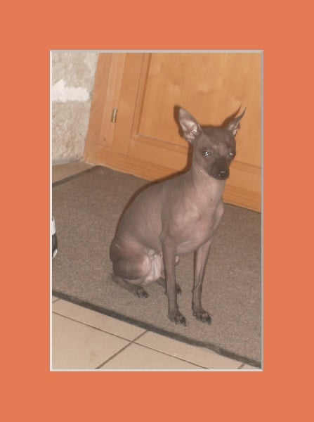 Publication : i dragoni orientali