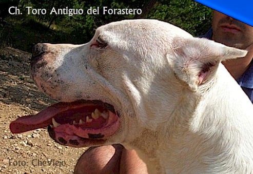 CH. Toro antiguo Del forastero