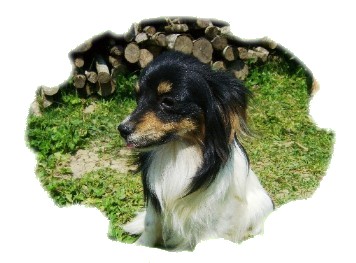 Publication : de la Voie Gallo-Romaine 