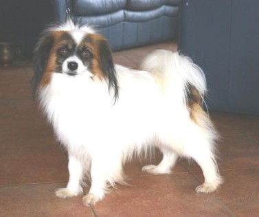 Publication : de la Voie Gallo-Romaine