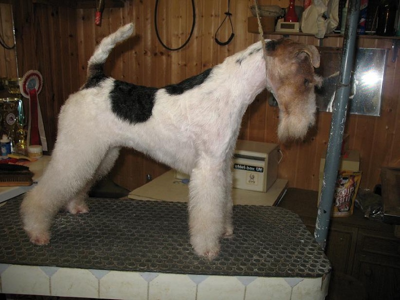 Publication : Des tip top terriers 