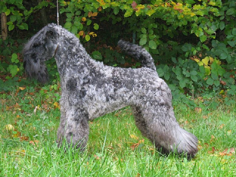 Publication : Des tip top terriers 