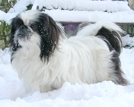 Adelaïde du jardin de vatsana