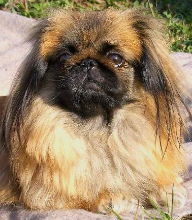 Publication : du Grand Marronier 