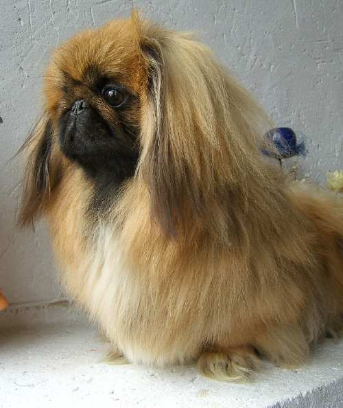 Al paccino-trésor du Grand Marronier