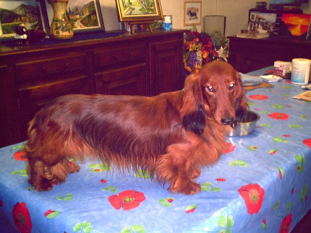 Publication : de la goutte du Chaity