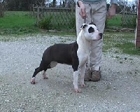 Étalon American Staffordshire Terrier - Baghera des pretty jaws of a vice