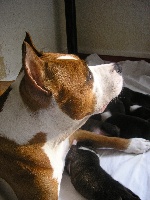 Étalon American Staffordshire Terrier - Tidji de la maison martin