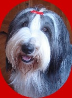 Étalon Bearded Collie - Aphrodite Des Bergers des Mille et Une Nuit