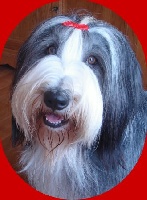 Étalon Bearded Collie - Aphrodite Des Bergers des Mille et Une Nuit