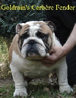 Étalon Bulldog Anglais - Goldrain's Cerbere Fender