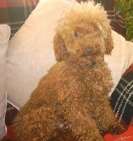 Étalon Caniche - golden strik Fire