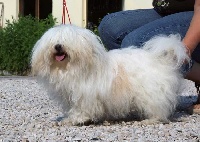 Étalon Coton de Tulear - O'pirate De l'arche d'any-white