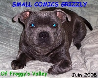 Étalon Staffordshire Bull Terrier - small comics Grizzly