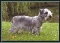 Étalon Terrier Tchèque - CH. devil's bridge Motyl