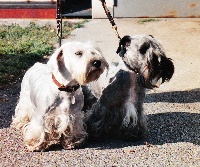 Étalon Terrier Tchèque - CH. devil's bridge Ninotchka