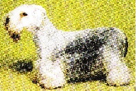 Étalon Terrier Tchèque - CH. devil's bridge Grezle