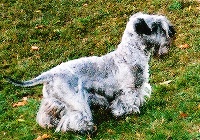 Étalon Terrier Tchèque - CH. Lump del monte de haya