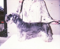 Étalon Terrier Tchèque - CH. devil's bridge Golias