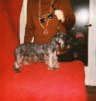 Étalon Terrier Tchèque - CH. devil's bridge Olivetska