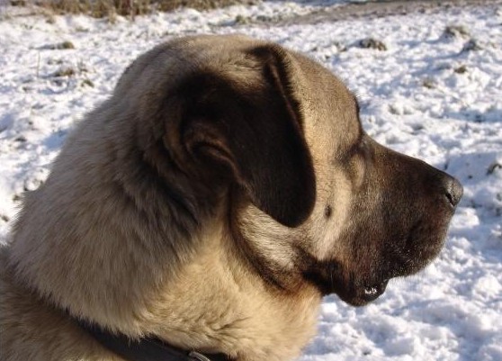 Publication : de Doganbay 