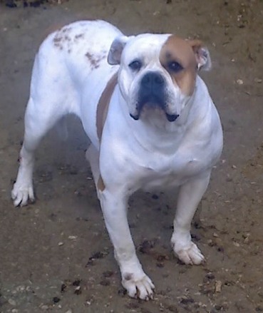 bulldogbigbully's Rosée