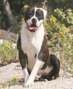 Alec du domaine de Kerneac'h