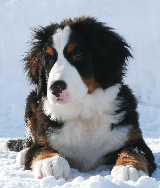 Publication : de la Pointe-du-Lac Auteur : Chantal Dubuc