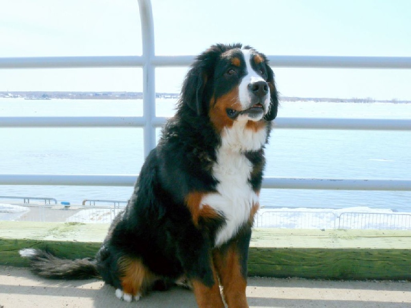 Publication : de la Pointe-du-Lac Auteur : Chantal Dubuc