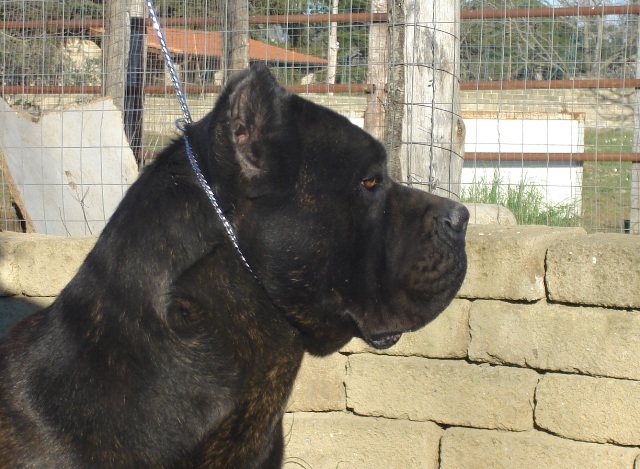 Publication : Della Ruralis Gens
