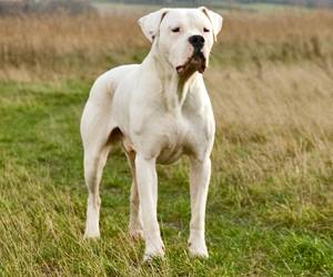 CH. Devil Di casa dei marchesi