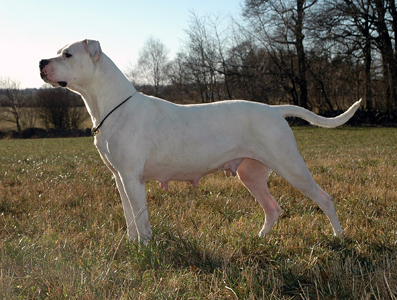 CH. Victoria de los Hijos de la Luna