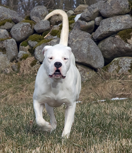 Publication : White Ghost's Dogo's