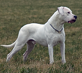 Publication : White Ghost's Dogo's