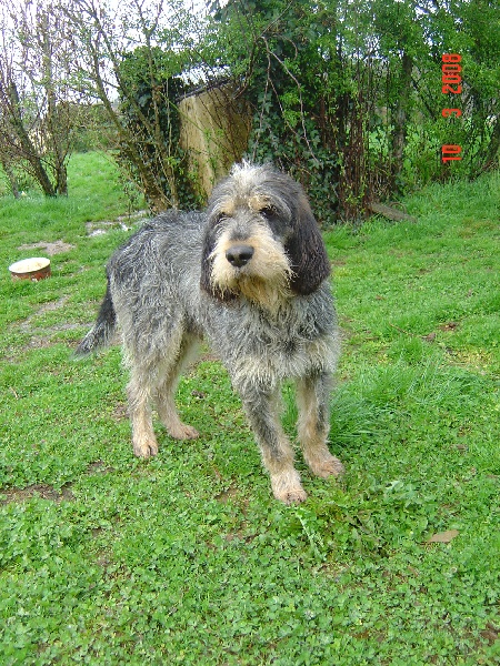 Publication : du chataignier du diable