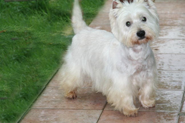 Nixon Du hameau de rollceans