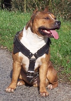 Étalon American Staffordshire Terrier - U'stan (Sans Affixe)