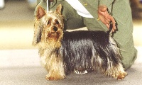 Étalon Australian Silky Terrier - Thaï - mousseline des Fleurons D'Or