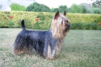 Étalon Australian Silky Terrier - CH. Vasco des Fleurons D'Or
