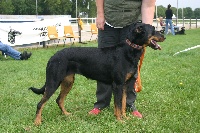 Étalon Berger de Beauce - Vaya wimmy la Duchesse de la Fosse