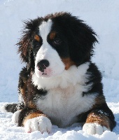 Étalon Bouvier Bernois - T'sakina de la Pointe-du-Lac