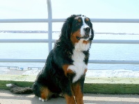 Étalon Bouvier Bernois - Cyrano a dream illusion de la vallée de l'enchante de la Pointe-du-Lac