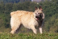 Étalon Bouvier des Ardennes - Cléopatre De la bergerie bourbonnaise