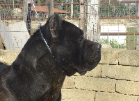 Étalon Cane Corso - Corleone Della Ruralis Gens