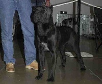 Étalon Cane Corso - Olympia Della Ruralis Gens