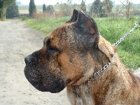 Étalon Cane Corso - Nestor Della Ruralis Gens