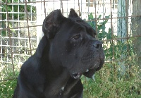 Étalon Cane Corso - Itaca Della Ruralis Gens