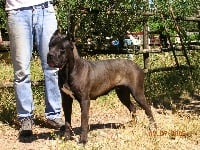 Étalon Cane Corso - Larissa Della Ruralis Gens